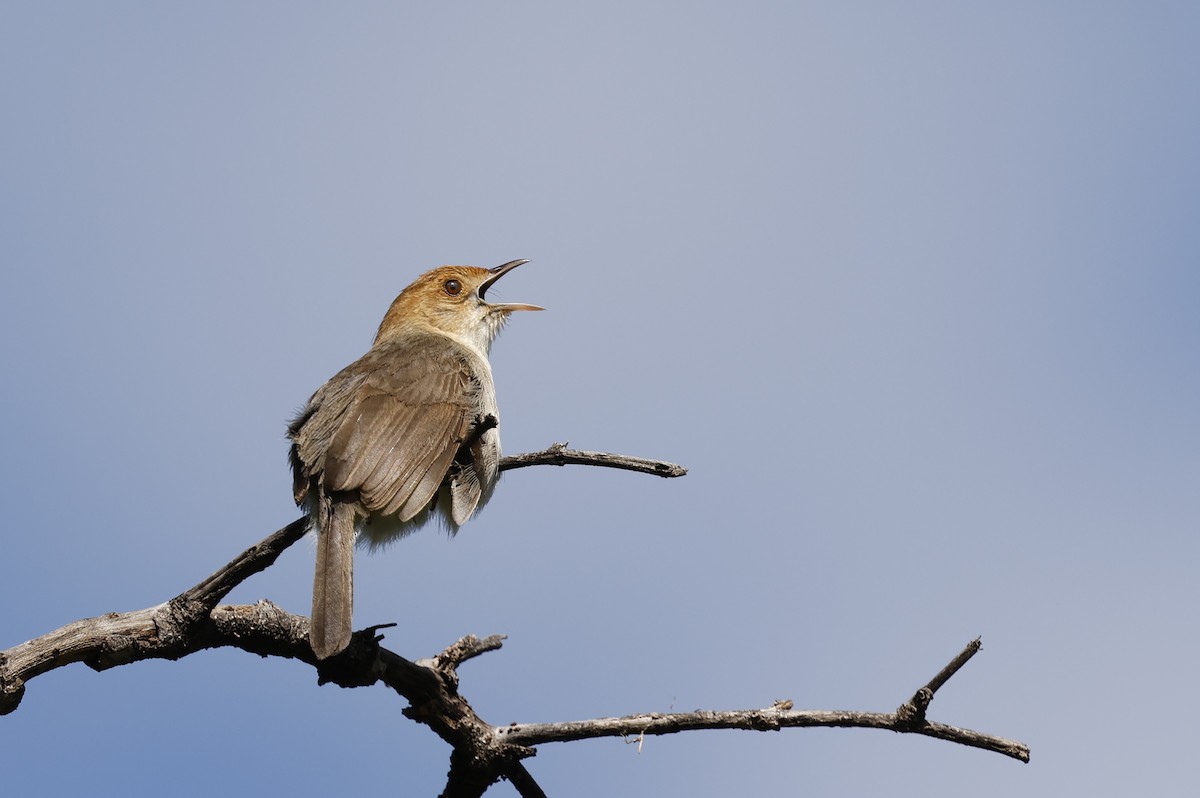 Huambo Cisticola - ML651227033