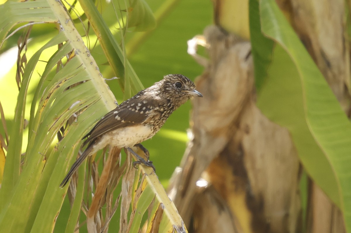 アンゴラヒタキ - ML651227071