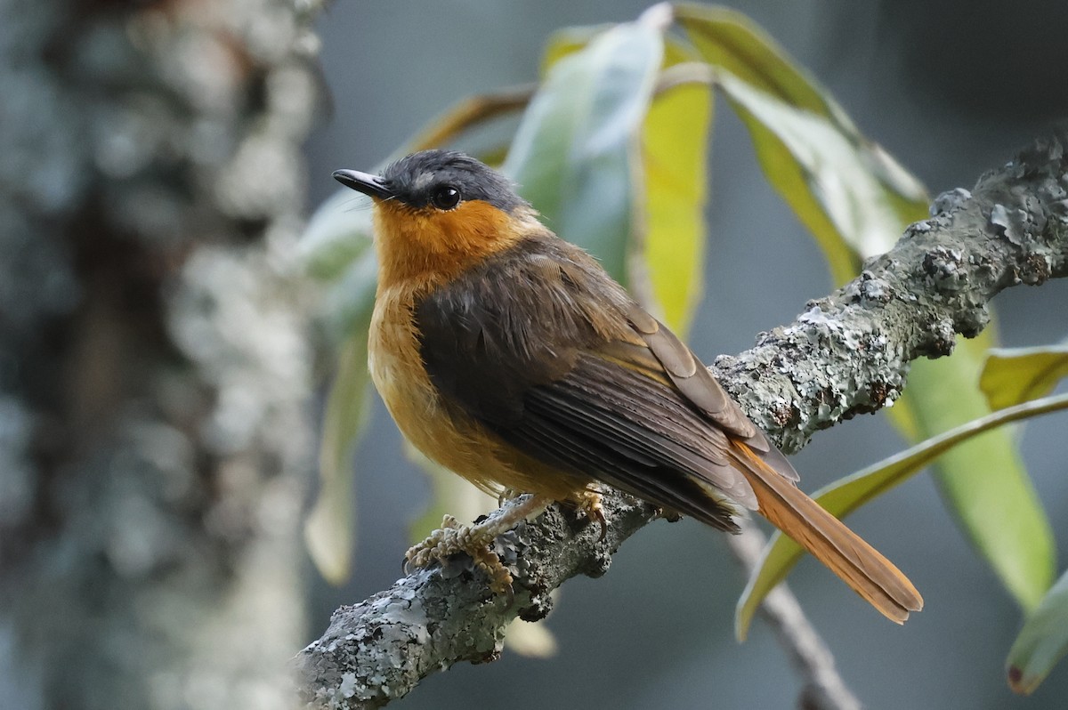 Bocage's Akalat - ML651227199