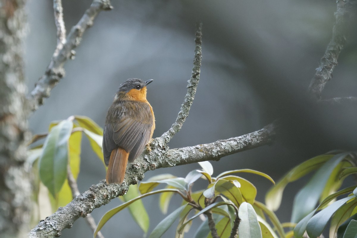 Bocage's Akalat - ML651227200