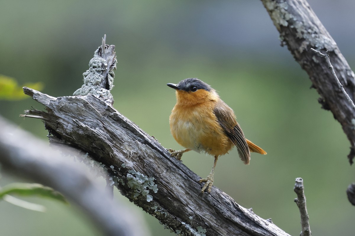 Bocage's Akalat - ML651227201