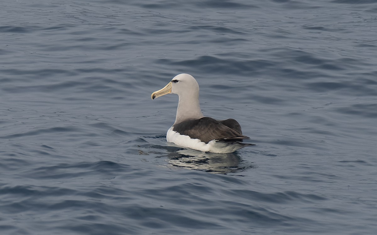 Сероспинный альбатрос - ML651227251