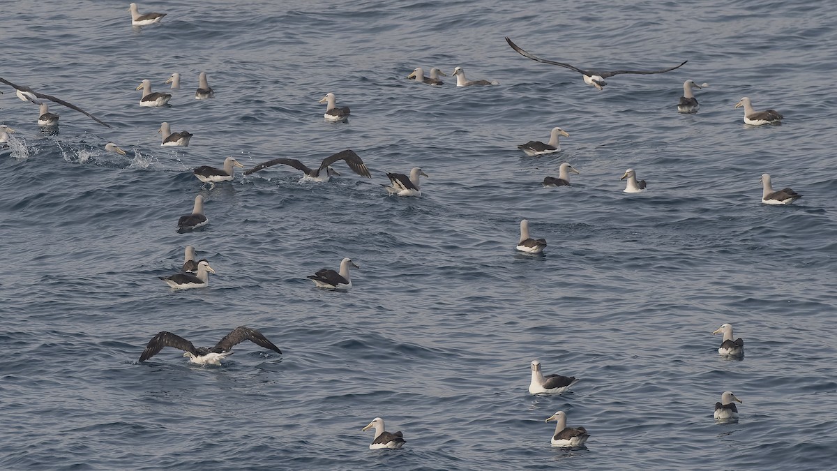 Сероспинный альбатрос - ML651227268