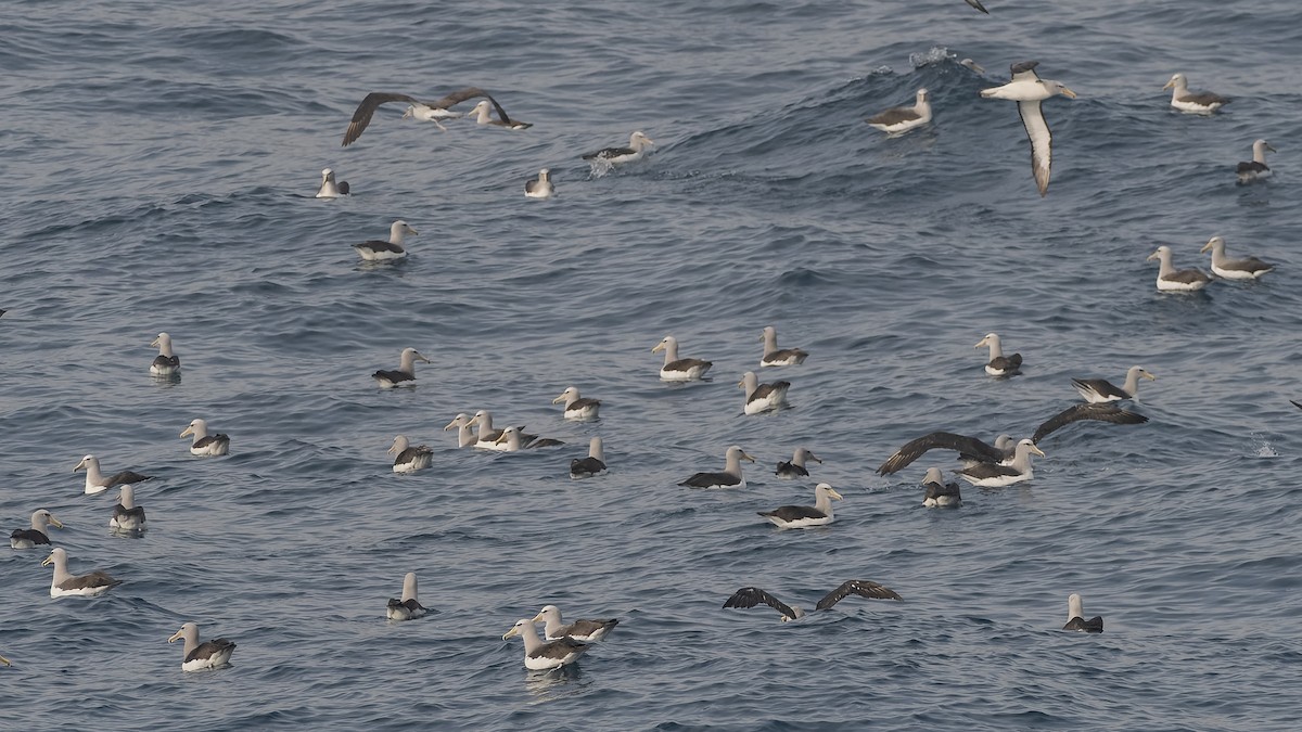 Сероспинный альбатрос - ML651227279