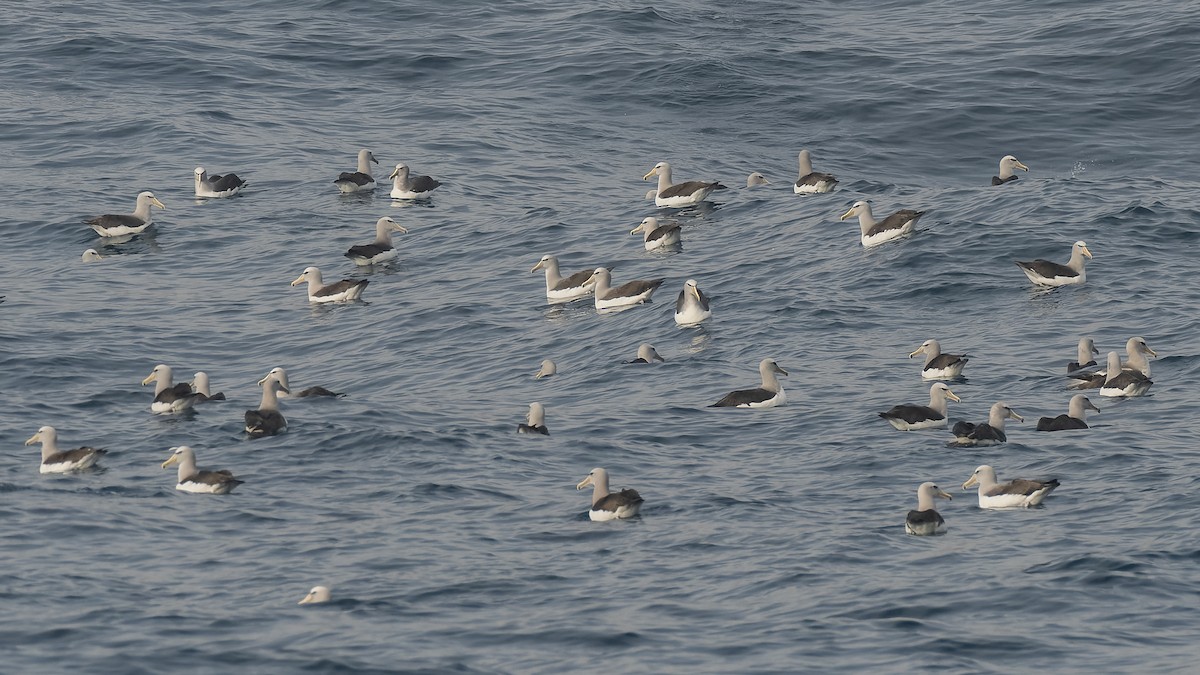 Сероспинный альбатрос - ML651227290