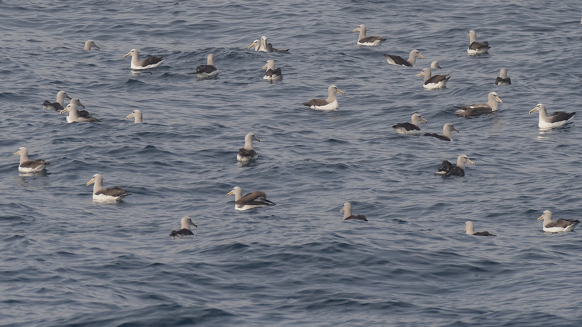 Сероспинный альбатрос - ML651227300