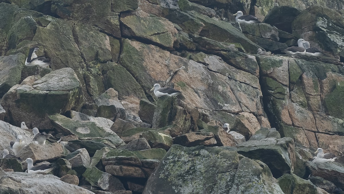 Сероспинный альбатрос - ML651227314