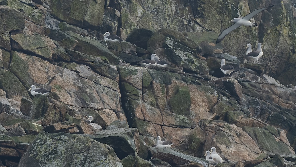 Сероспинный альбатрос - ML651227321