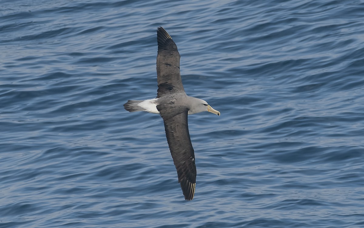 Сероспинный альбатрос - ML651227328