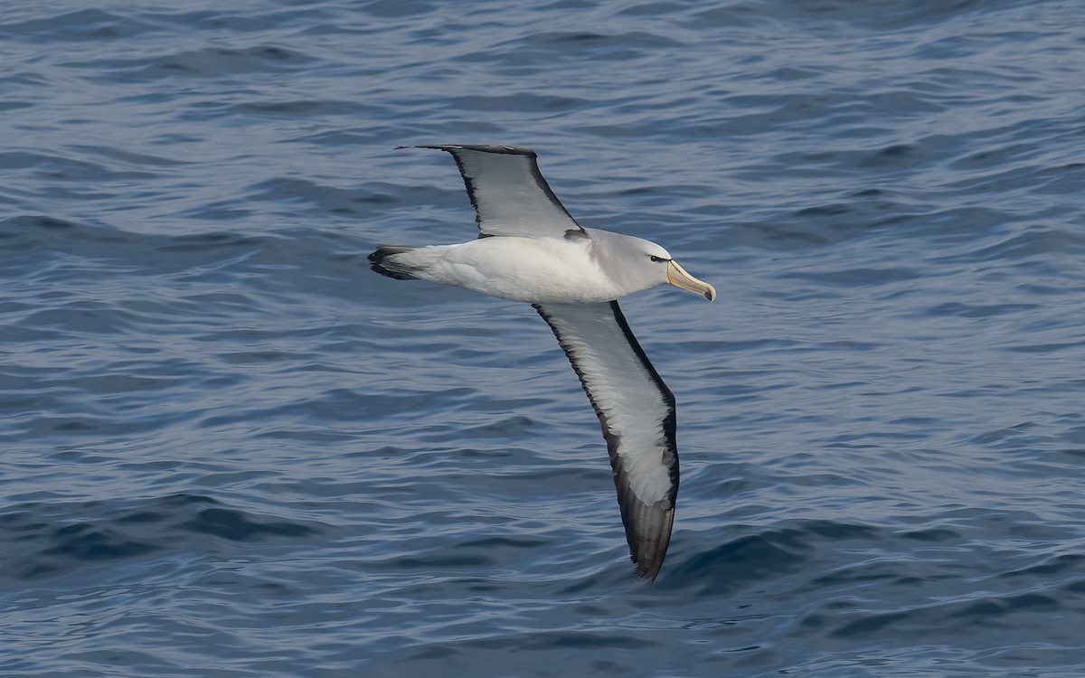 Сероспинный альбатрос - ML651227361