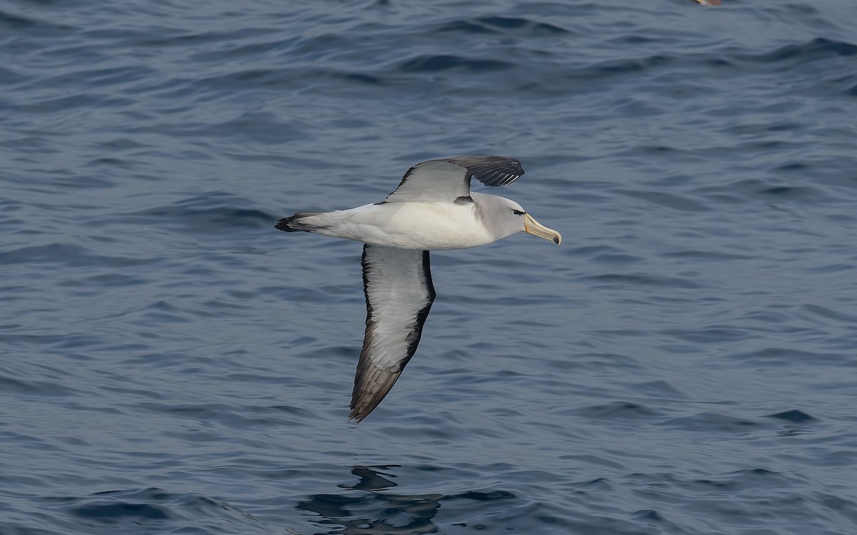 Сероспинный альбатрос - ML651227362