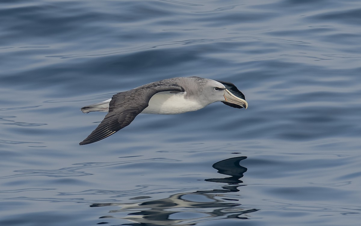 Сероспинный альбатрос - ML651227367