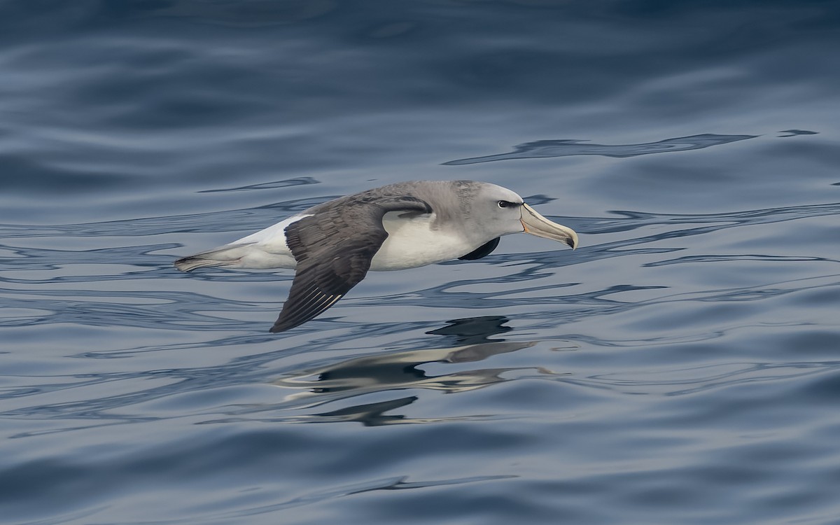 Сероспинный альбатрос - ML651227374