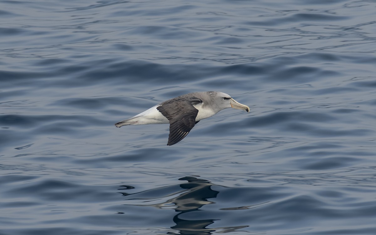 Сероспинный альбатрос - ML651227375