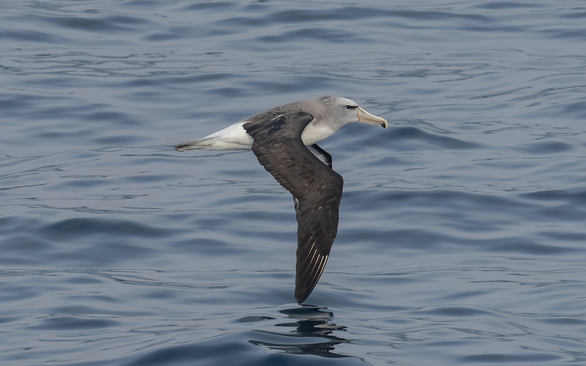 Сероспинный альбатрос - ML651227380