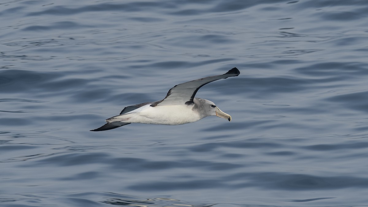 Сероспинный альбатрос - ML651227383