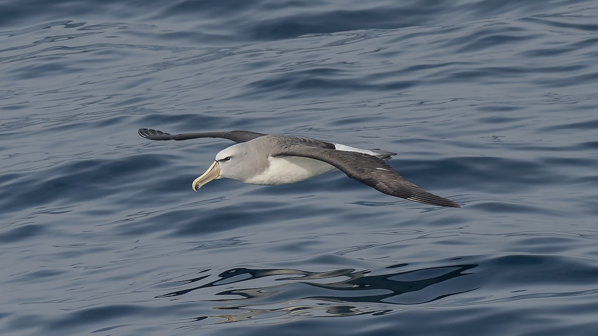 Сероспинный альбатрос - ML651227386