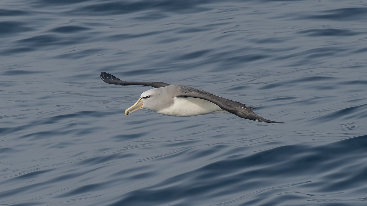 Сероспинный альбатрос - ML651227392