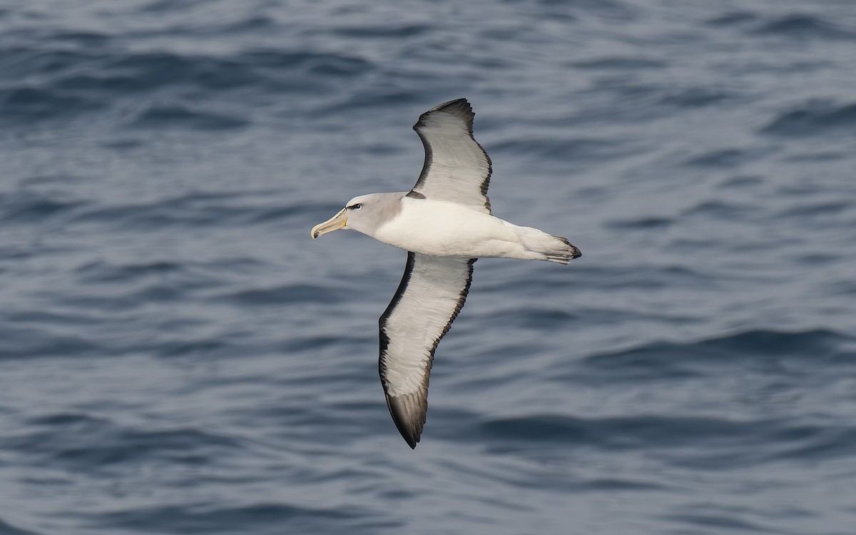 Сероспинный альбатрос - ML651227404