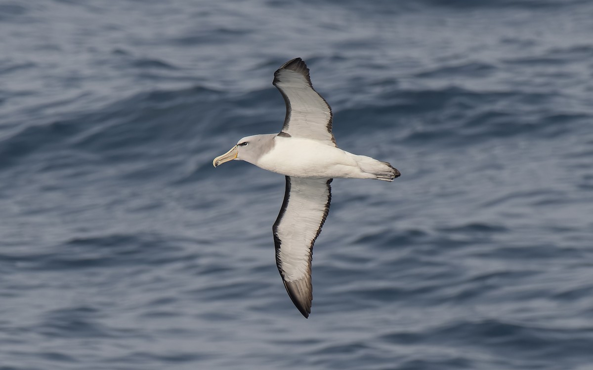 Сероспинный альбатрос - ML651227407