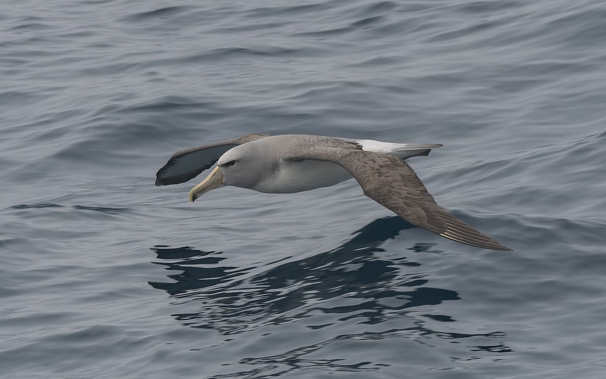 Сероспинный альбатрос - ML651227419