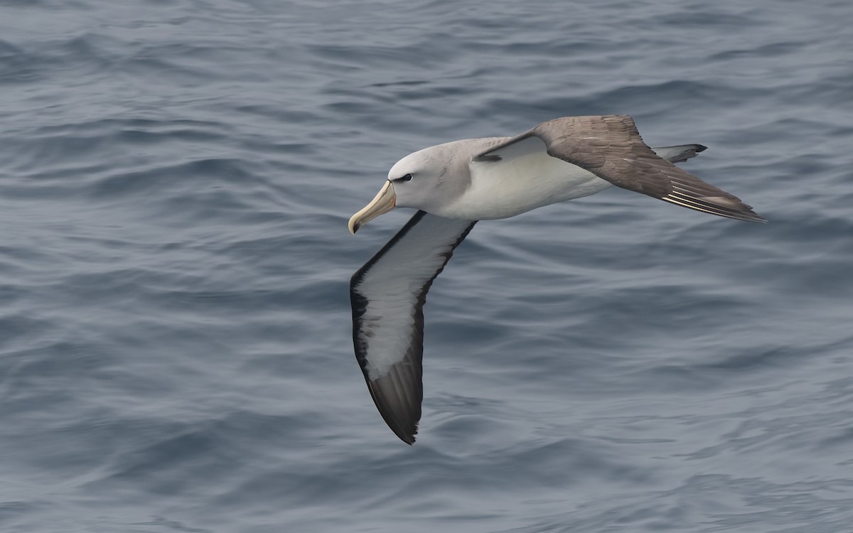 Сероспинный альбатрос - ML651227433