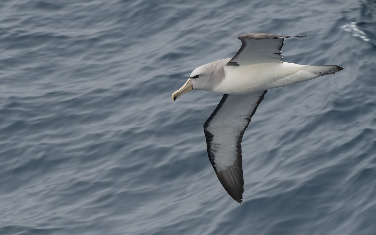 Сероспинный альбатрос - ML651227450