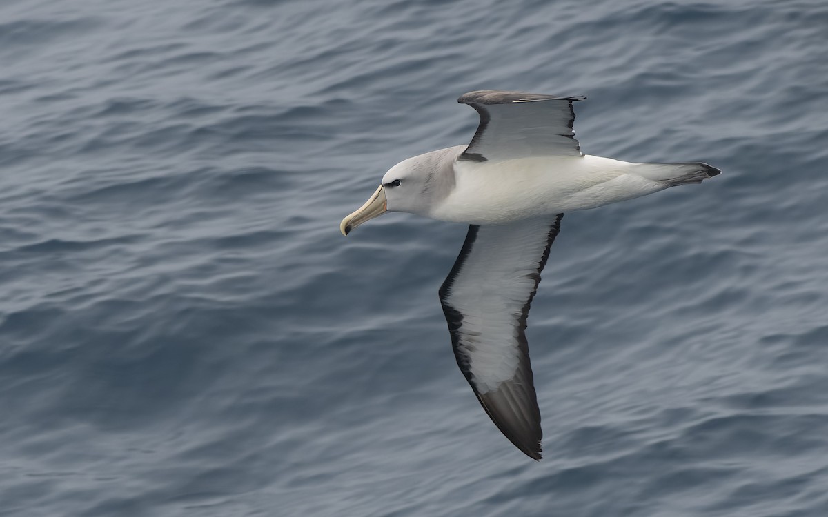 Сероспинный альбатрос - ML651227470