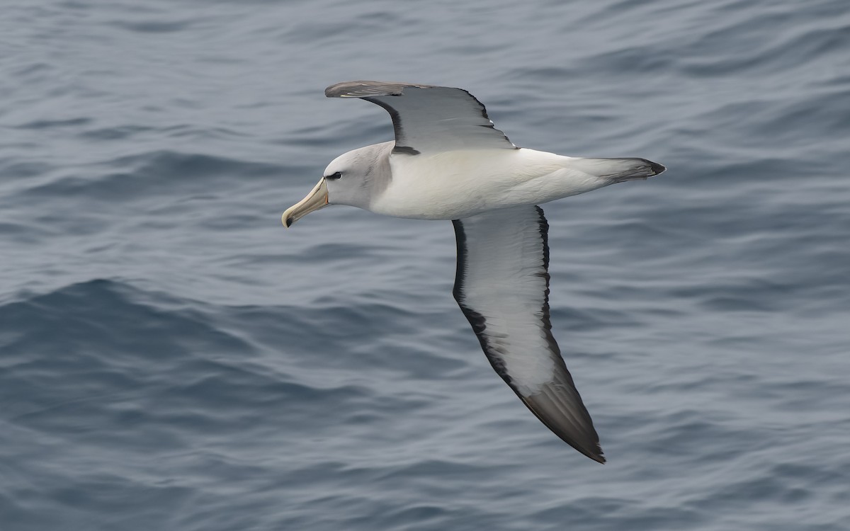 Сероспинный альбатрос - ML651227482