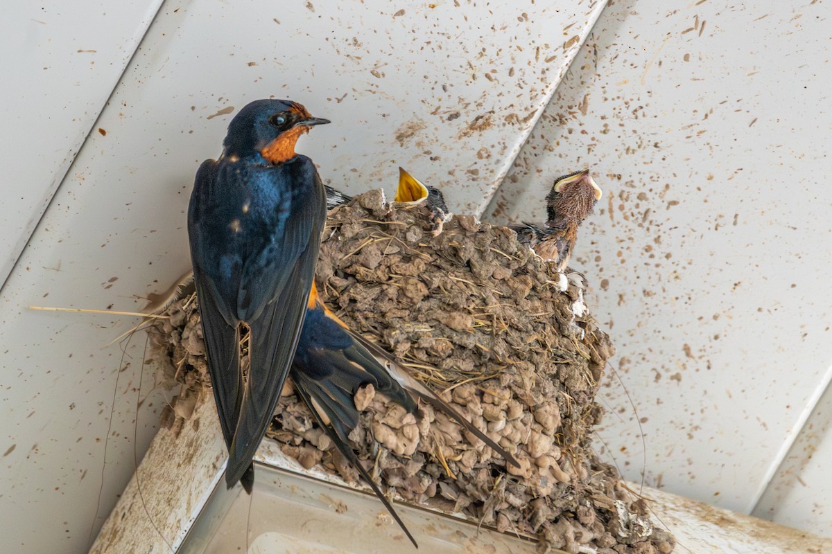 家燕 - ML651227923