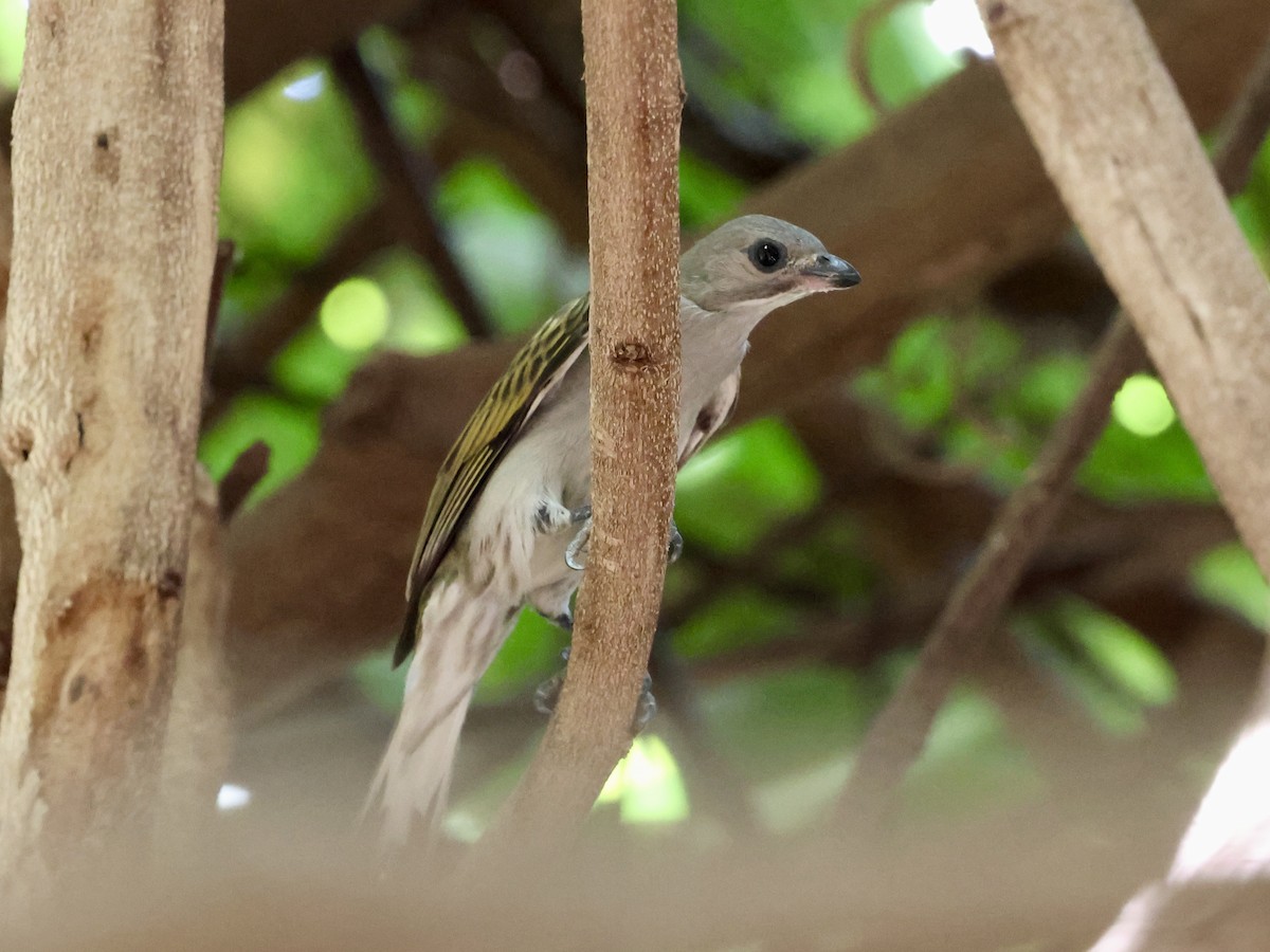 medozvěstka menší [skupina minor] - ML651227936