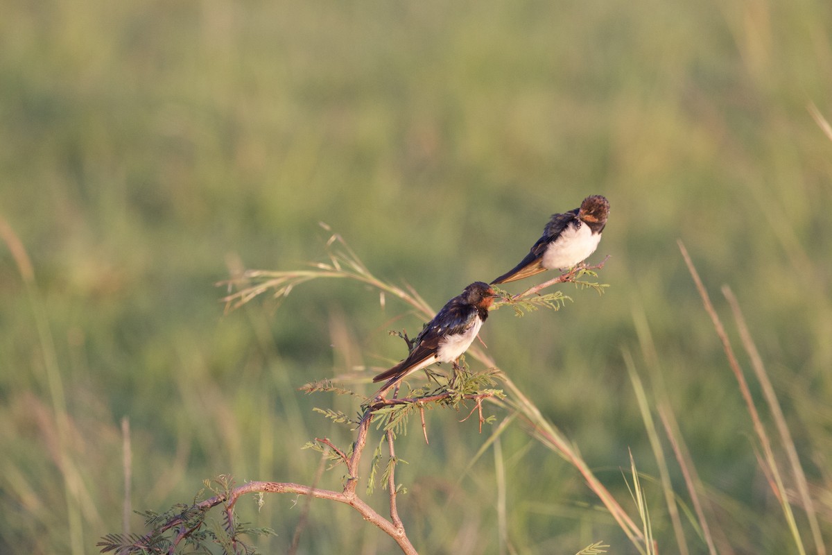 家燕 - ML651228099