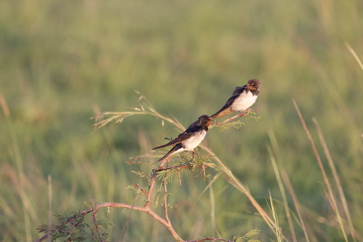 家燕 - ML651228100