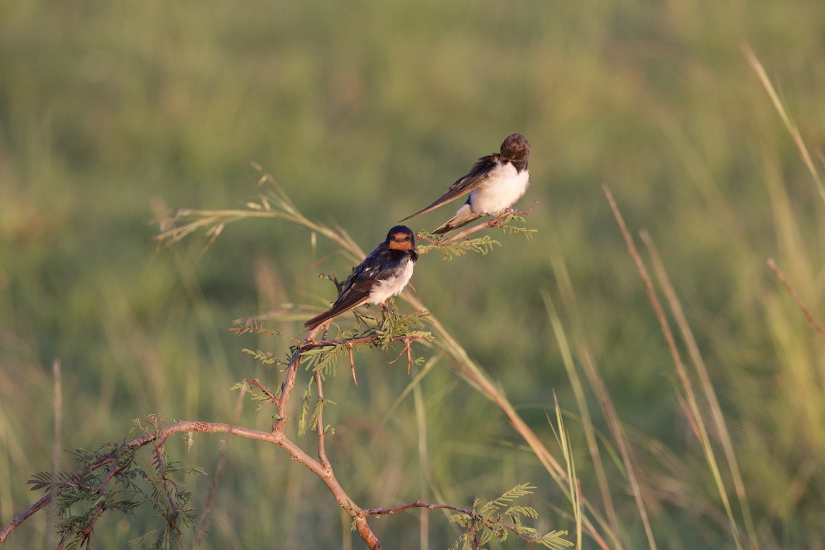 家燕 - ML651228101