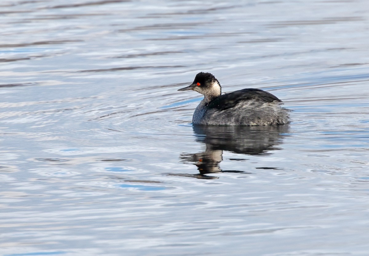 טבלן בינוני - ML651228857