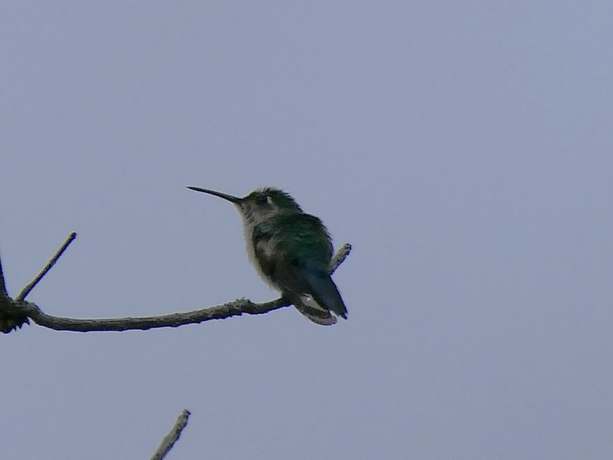 mexicosabelvinge - ML651228898