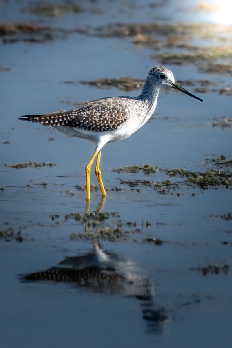 Greater Yellowlegs - ML651229044