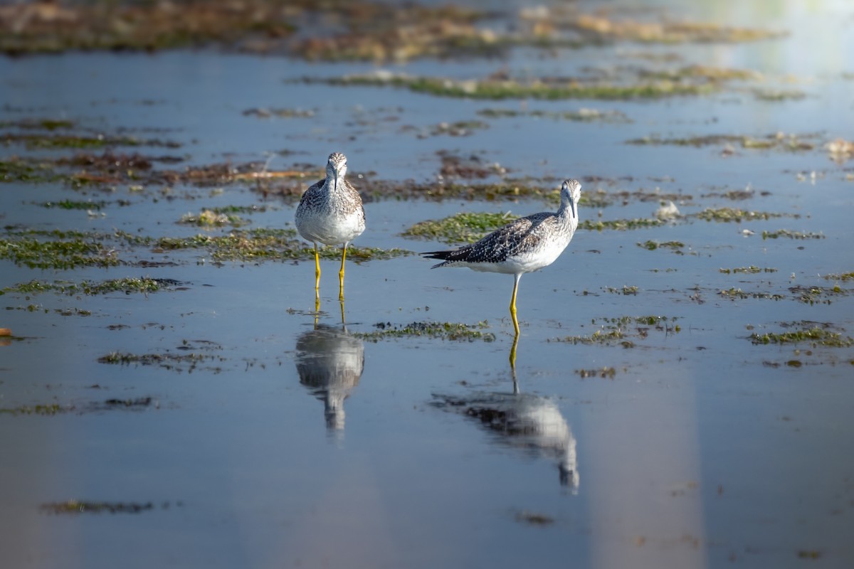 Greater Yellowlegs - ML651229045