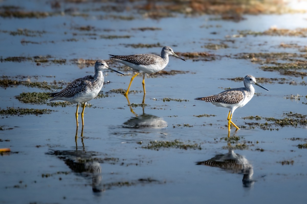 Greater Yellowlegs - ML651229046