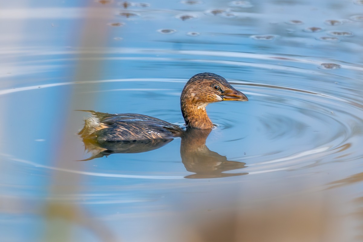 Pied-billed Grebe - ML651229082
