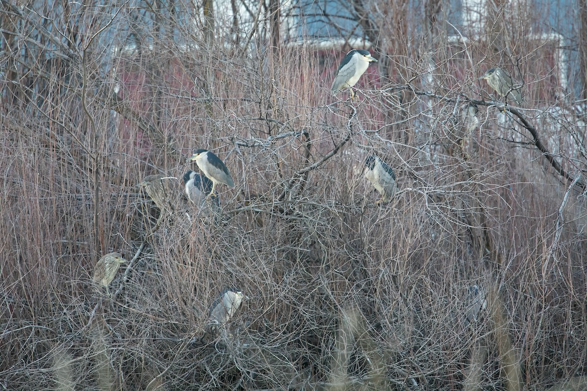 אנפת לילה - ML651229227