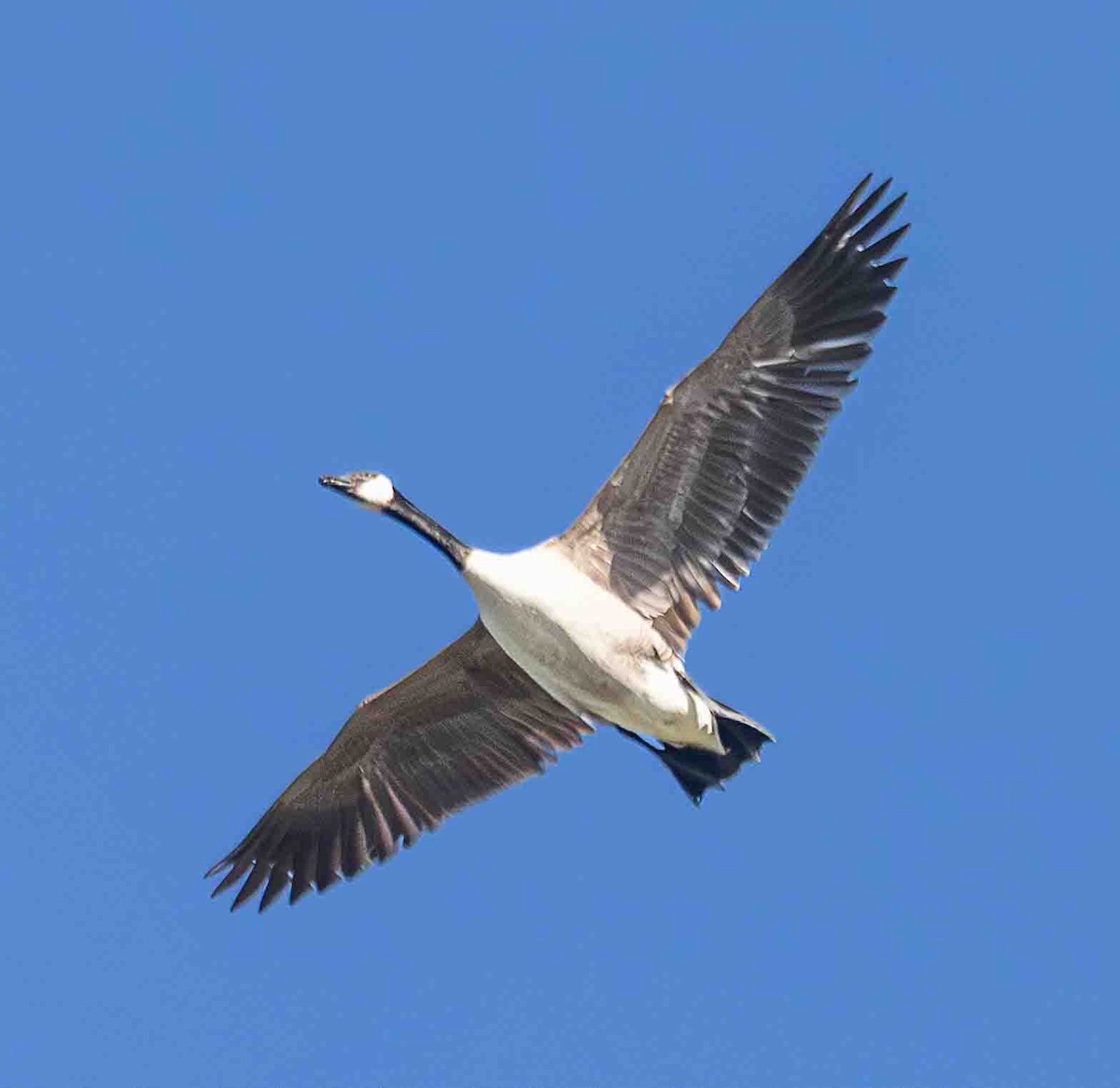 Canada Goose - ML651229482