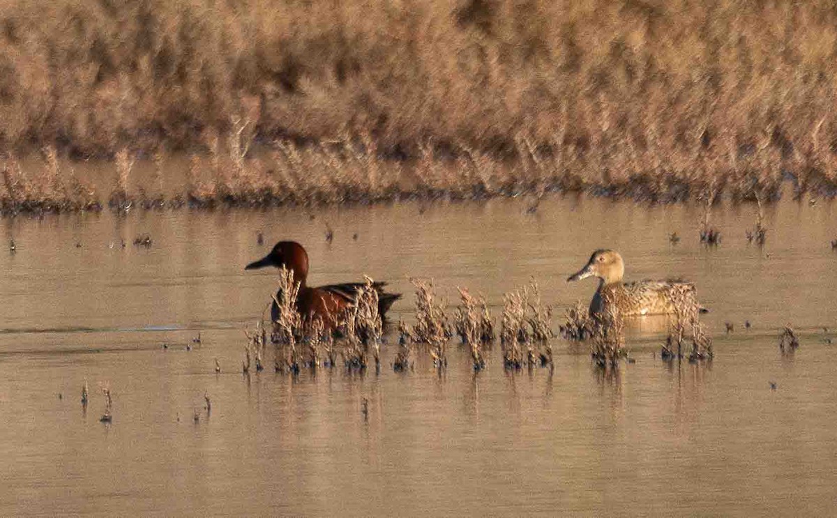 Cinnamon Teal - ML651229496