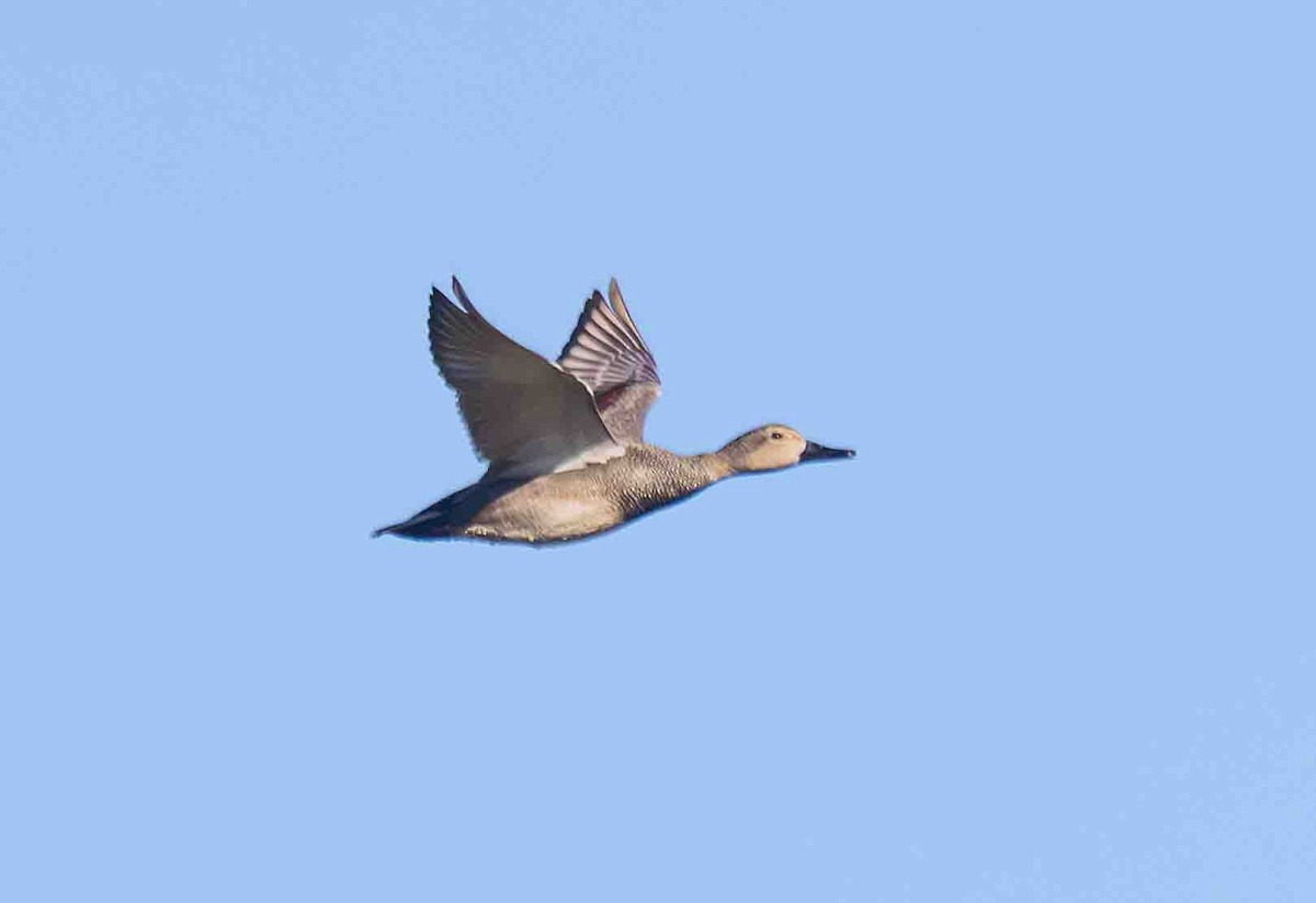 Gadwall - ML651229531