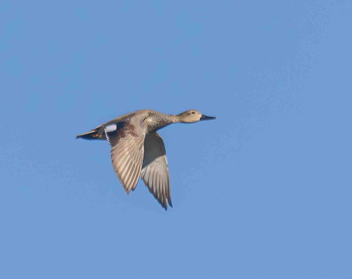 Gadwall - ML651229532