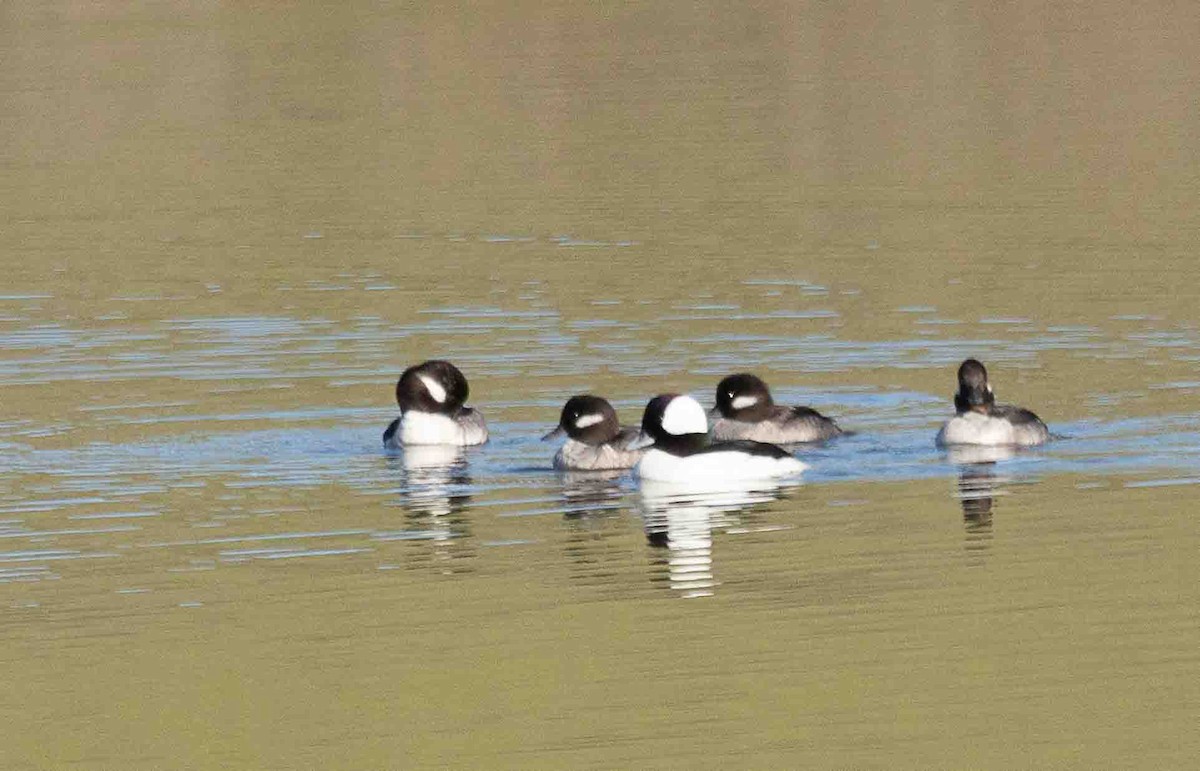 Bufflehead - ML651229549
