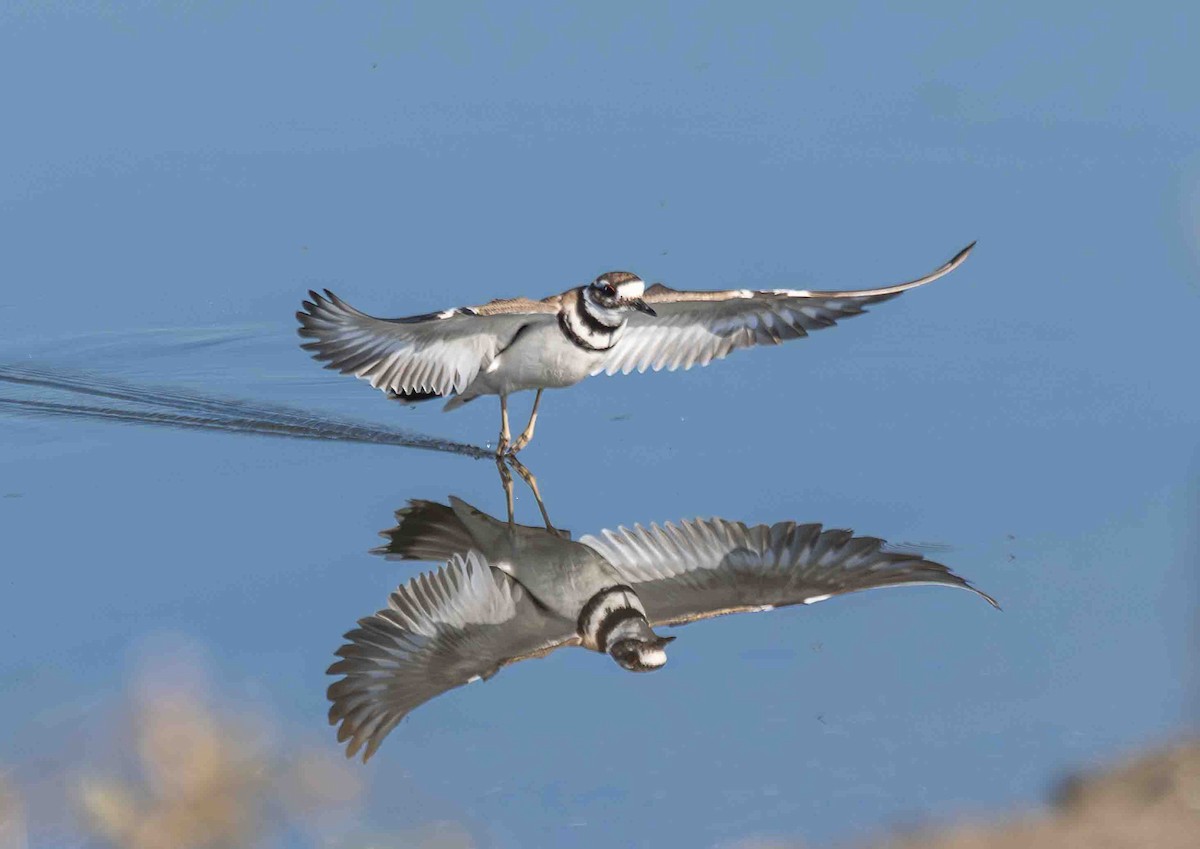 Killdeer - ML651229560