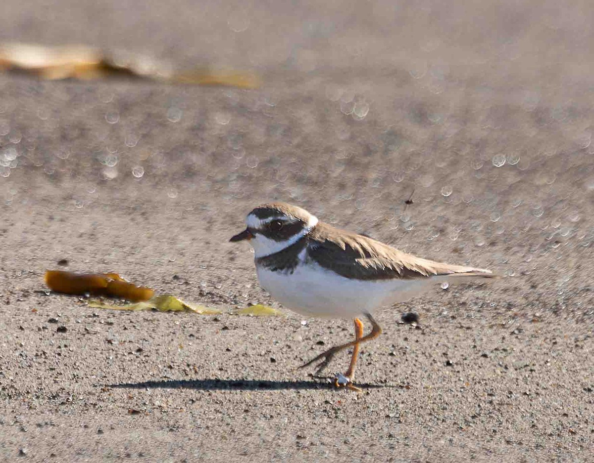 Semipalmated Plover - ML651229598