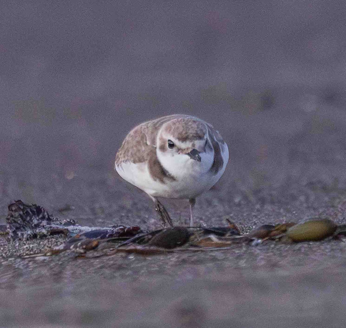 Snowy Plover - ML651229627