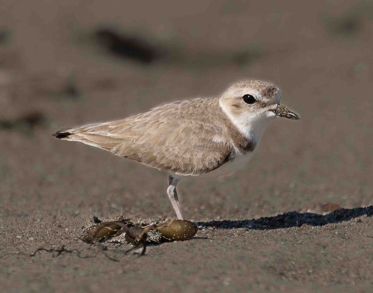 Snowy Plover - ML651229629
